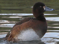 Ferruginous Duck x Greater Scaup hybrid